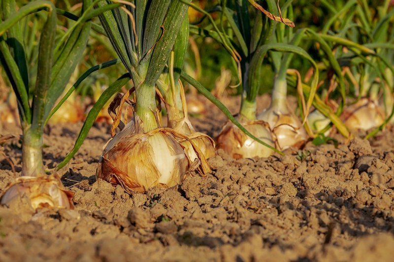 L'IA au service des coopératives et des petites entreprises agricoles : l'exemple des recherches de l'UOC en Catalogne