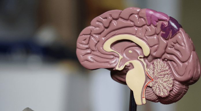 Neurosciences : comprendre les flux de communication dans le cerveau grâce au machine learning