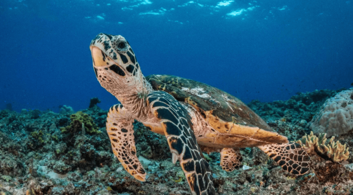 Machine learning : DeepMind et Zindi s’associent pour la conservation des tortues, le temps d’un challenge