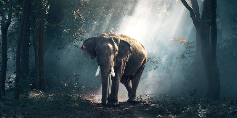 Comment Earth Species Project utilise l'IA pour décoder la communication animale