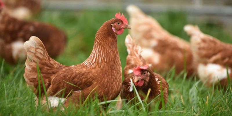 Des scientifiques proposent de décoder le langage et les émotions des poules